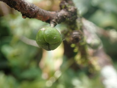 Melicope clusiifolia