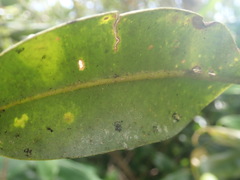 Melicope clusiifolia