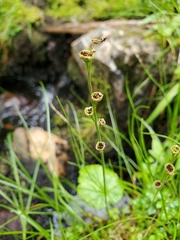 Pectiantia pentandra