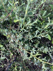 Polygonella polygama