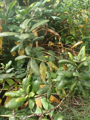 Melicope clusiifolia