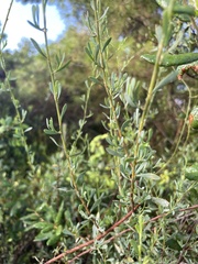 Polygonella polygama