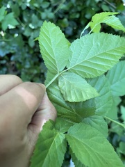 Rubus allegheniensis