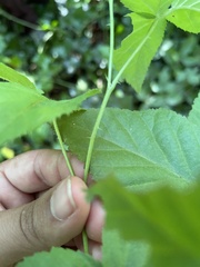 Rubus allegheniensis
