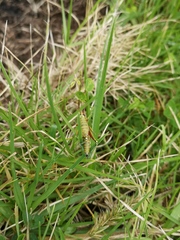 Agesander ruficornis