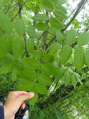Fraxinus nigra image