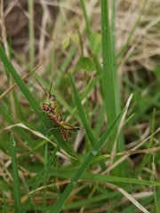 Agesander ruficornis