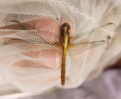 Erythrodiplax abjecta