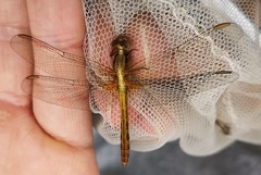 Erythrodiplax abjecta