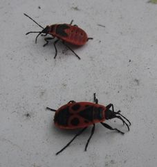 Pyrrhocoris apterus