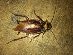Periplaneta australasiae