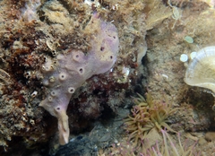 Haliclona fibulata