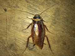 Periplaneta australasiae
