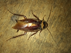 Periplaneta australasiae