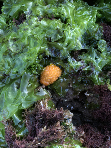 Warty Doris