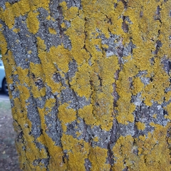 Xanthoria parietina