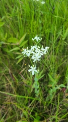 Sabatia macrophylla macrophylla