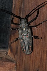 Batocera