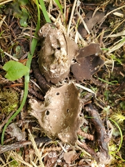 Helvellaceae