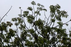 Urocissa flavirostris