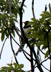 Urocissa flavirostris