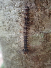 Lymantria dispar dispar