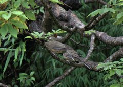 Pterorhinus albogularis