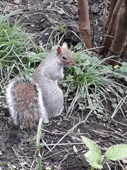 Sciurus carolinensis
