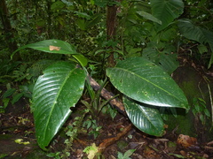 Dieffenbachia nitidipetiolata