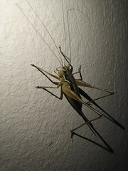 Pachytrachis gracilis