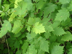 Dasineura crataegibedeguar
