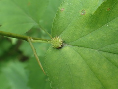 Dasineura crataegibedeguar