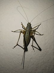 Pachytrachis gracilis