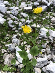 Doronicum columnae