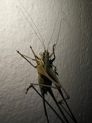 Pachytrachis gracilis