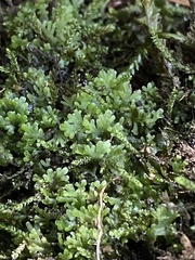 Riccardia multifida