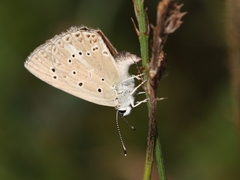 Polyommatus admetus
