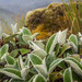 Olearia colensoi - Photo (c) Pete McGregor,  זכויות יוצרים חלקיות (CC BY-NC-ND), הועלה על ידי Pete McGregor