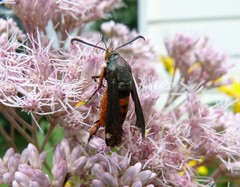 Eichlinia cucurbitae