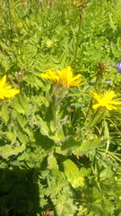Hieracium prenanthoides