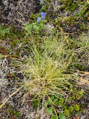 Carex circinata