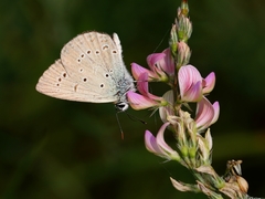 Polyommatus admetus