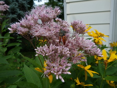 Eichlinia cucurbitae