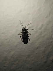 Eremocoris fenestratus