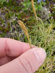 Carex circinata