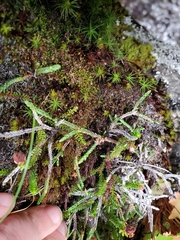 Cassiope lycopodioides