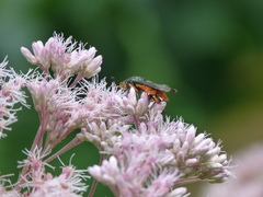 Eichlinia cucurbitae