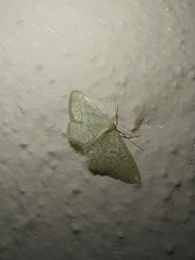 Idaea obsoletaria