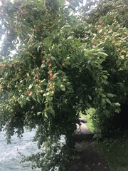 Malus dasyphylla