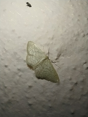 Idaea obsoletaria